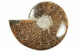4.3" Polished Ammonite Fossil - Madagascar - #199199-1